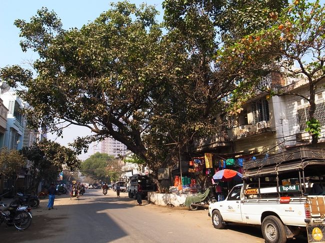 町の通りにはこのような大木が多くある。<br /><br />通りを整備して街路樹を植えるのではなく、<br />もともとあった木を生かしながら町を作ってきた、ということか・・・。