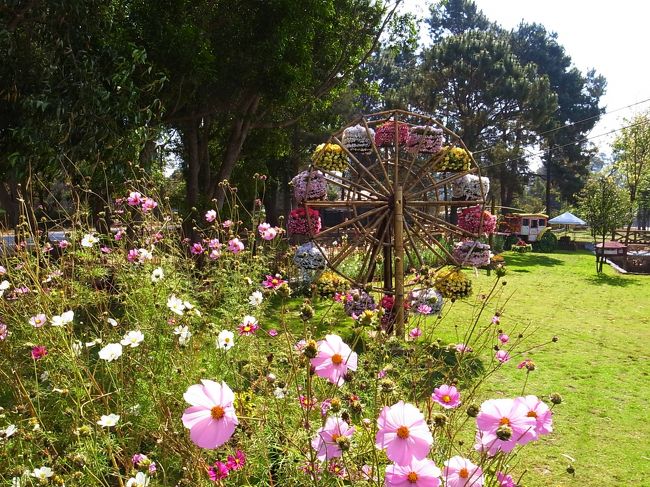 ピンウールィンの町は花で飾られていた。