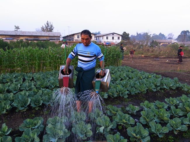 子供たちが遊んでいるそんな中で、川から水を汲んで、黙々と畑に水を撒くお父さん。