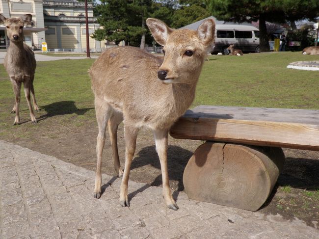 奈良公園の鹿は人に慣れていて可愛らしい。カメラを向けるとポーズをとってくれることもあります。
