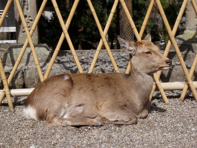 三月堂の鹿。石灯籠の前、竹ふすまのようになっているのは参詣の群集による事故を防止するためですね。