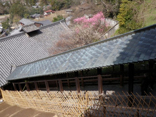 梅が春を告げています。