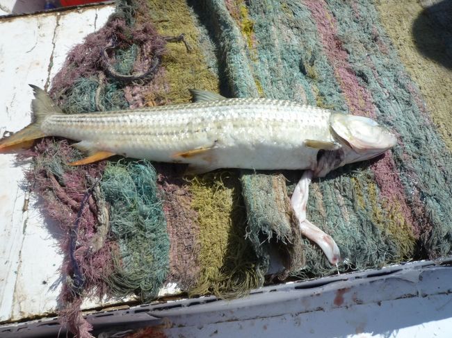 水面に魚が浮いていたので、ボートマンが魚を取った。４０ｃｍ位の長さの魚、内臓が出ていたが　持って帰って食べるのだろうか---。