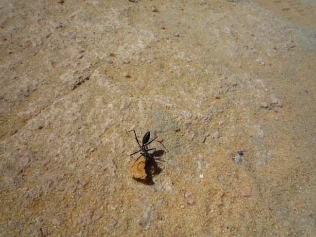 暇をもてあましてアリの観察。<br />ここのアリは足が長く、貧乏ゆすりみたいに足をずっと揺らしていて面白かった。お菓子をあげてみたら歩くのが早い。