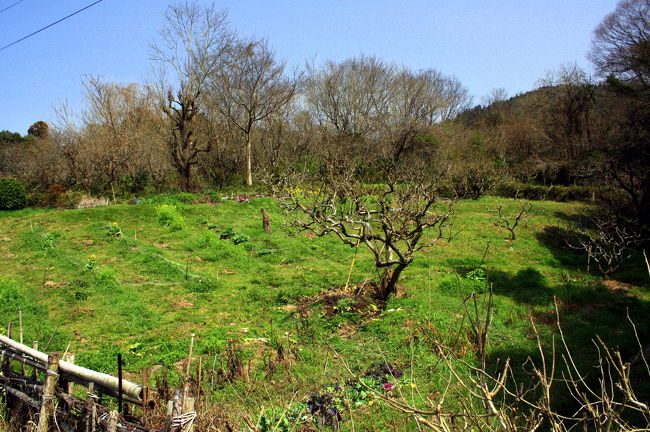 桜でテンションが↑↑になったところで先へと進みます。<br />のどかな風景が続きます。<br />新緑の季節もいいかも。