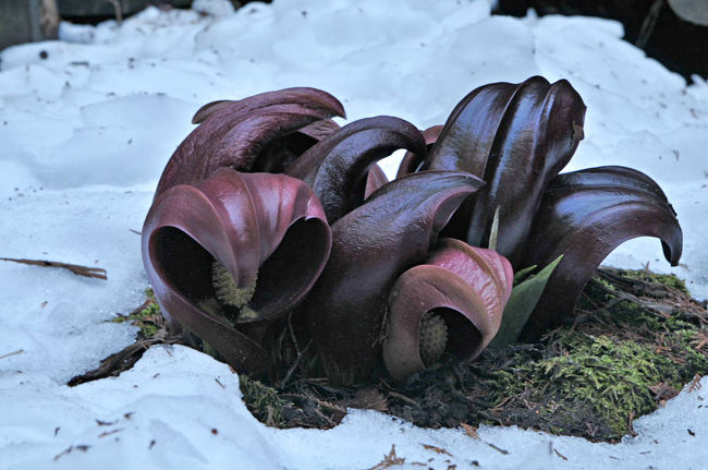 座禅草も寄り添って