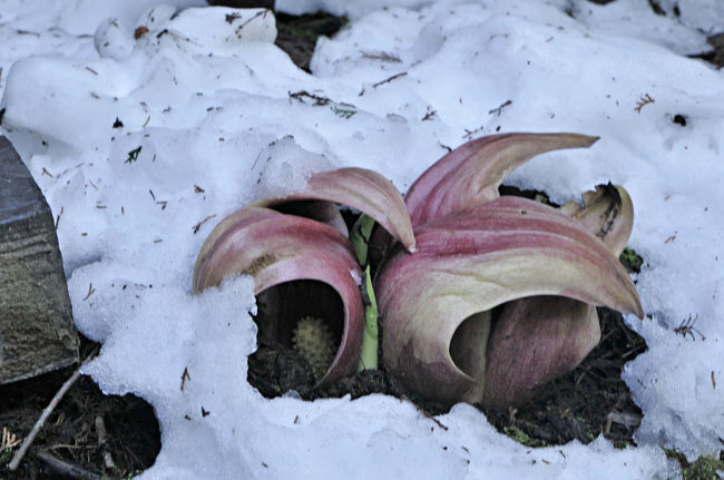 雪に押しつぶされて