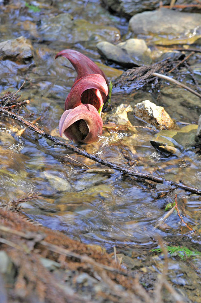 せせらぎに中にも