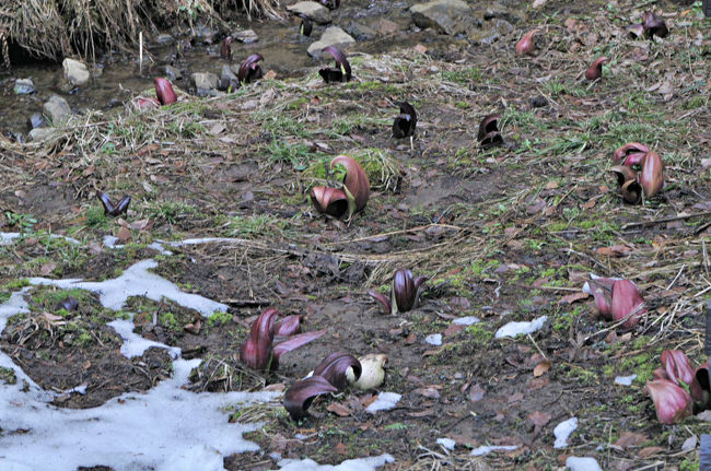 ほとんどあっち向いてほいの感じ