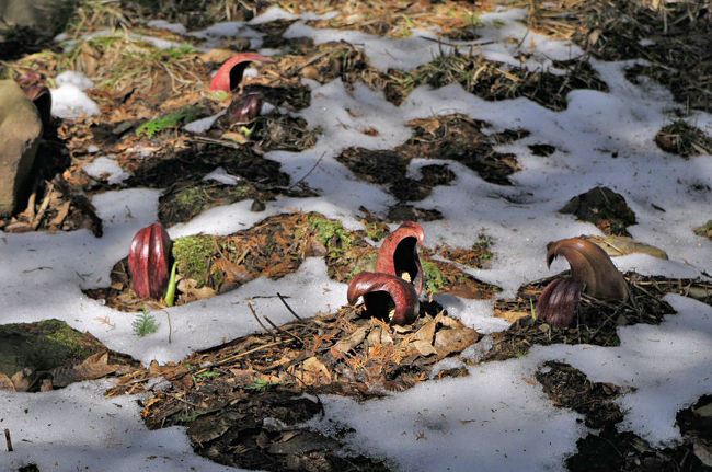 けなげに雪の中から顔を出して