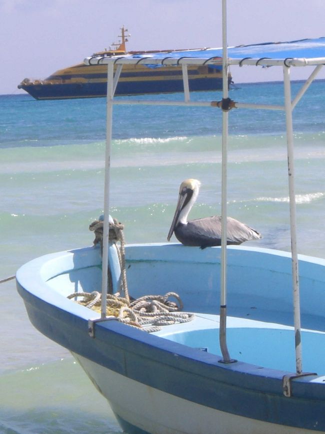 船の上で1匹たたずんでます