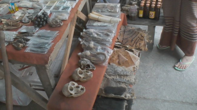出た！ワシントン条約での禁止物品の数々！ノーフォトだと店員が走ってきます。<br />手前の骸骨は猿、手前の毛皮は熊で奥がトラだそうです。