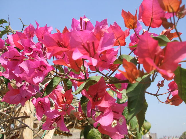 この時期はブーゲンビリアが咲いていました。