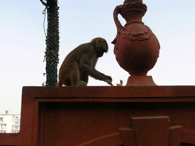 パシュパティナート付近ではサルを見かけました。
