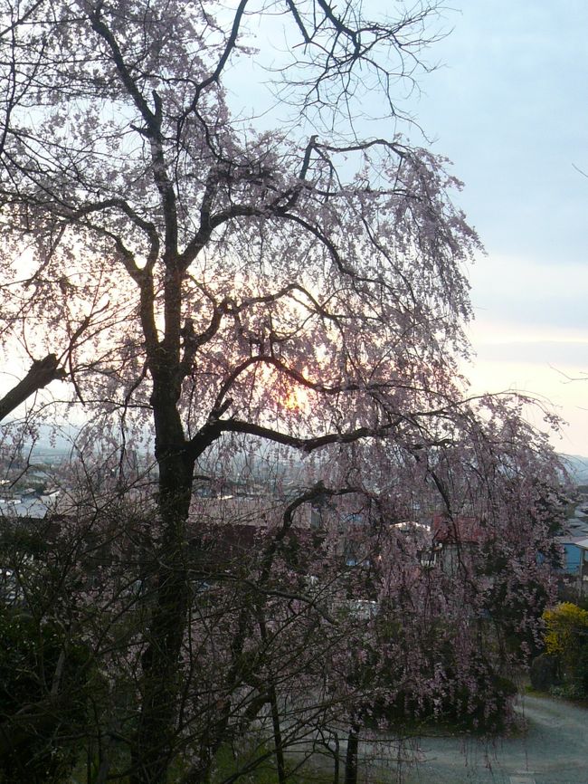 日が暮れてきました。夕日が射す桜　綺麗です。