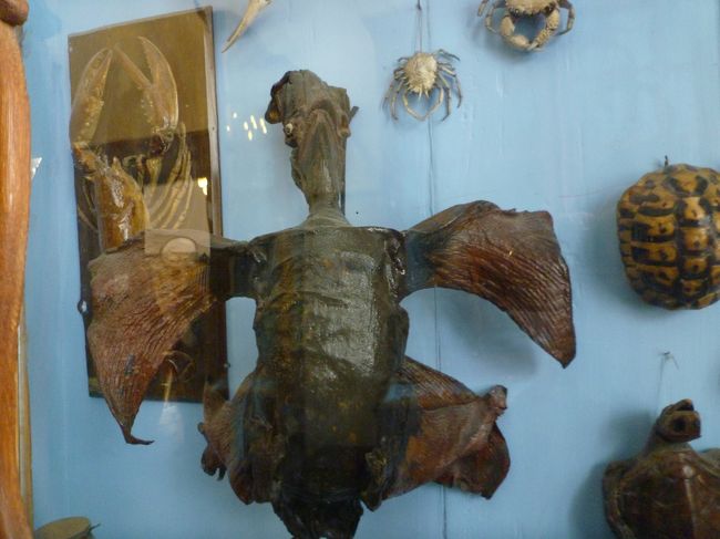 プラハ城から１５分程歩き、ストラホフ修道院に行きました。<br />入場料は60Kcでしたが、写真代もいくらかとられました。<br />修道院にはサメやエイなどの海の奇妙な生き物の標本が飾ってありました。<br />この写真に写っているモンスターは一体何なのか…。<br />結局分かりませんでした（笑）