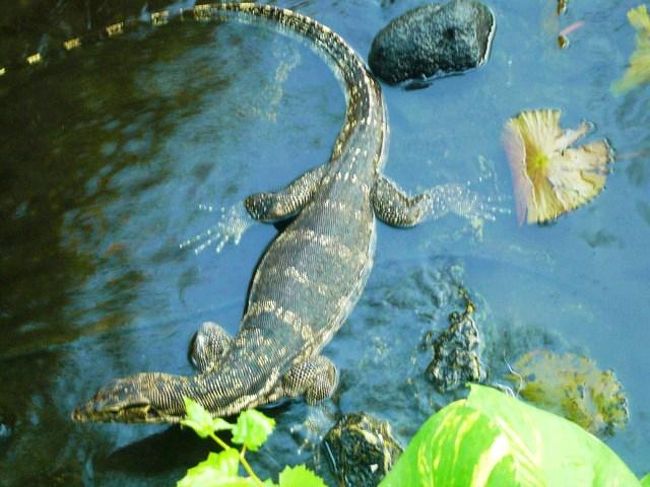 朝食のレストランのすぐ横の池にワニみたいのがいます。<br />パンをあげると食べます。ときどきパンを食べてる魚もバクっとやってました。