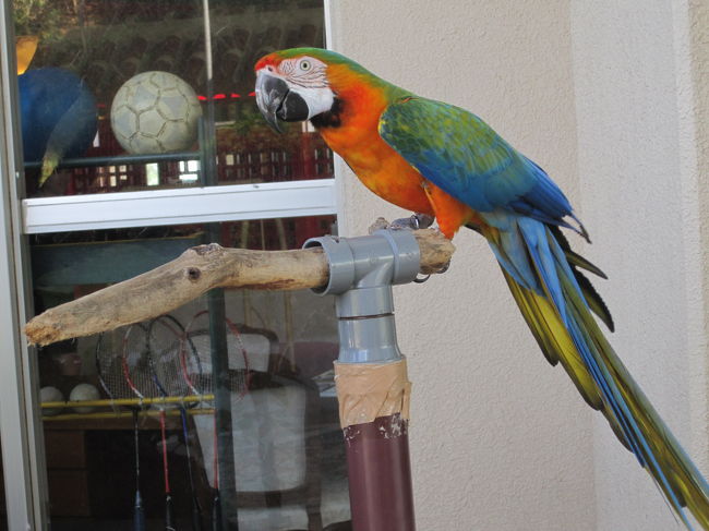 ホテルの入口にいたオウム。<br />元気いっぱいです。