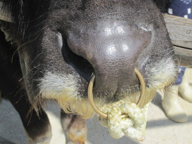 ずっと動かなかったので、アップで撮ってみました。