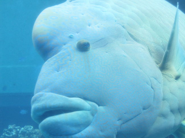 9：30　美ら海水族館<br />ナポレオンのアップ。<br />