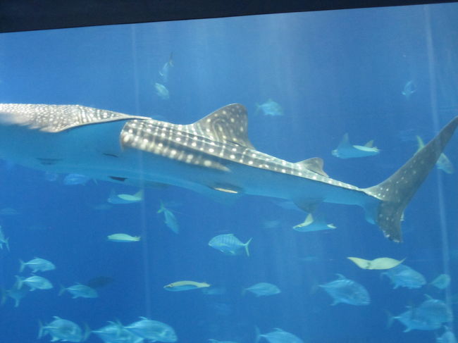 いつかジンベイザメと泳いでみたいな。