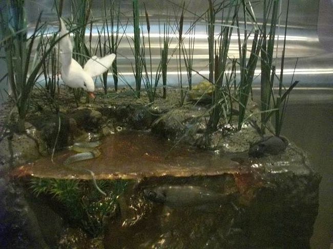 １５１１．良く出来たジオラマ。生態系が分かり易い。