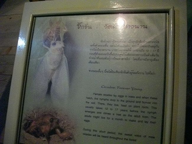 １５１８．せみの解説。<br />バンコクのアパートでは夜明け前と夕暮れの時間にせわしなく鳴きます。日本では蚊。真昼に洗濯物を取り込むと蚊が寄ってこないと知りました。