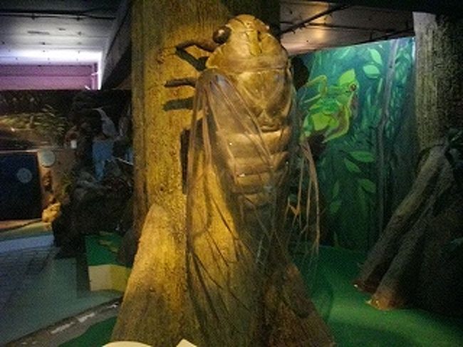 せみ。<br />先週ベンチャシリ公園で植木の根元で聞こえたけど。姿は見つからず。今週その近くの大木に抜け殻を発見しましたよ。