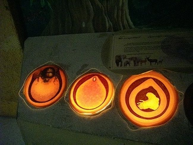 ふんころがしの卵が成長する様子。４番目は電気が切れてます。