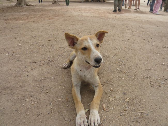 スフィンクス犬ｗ