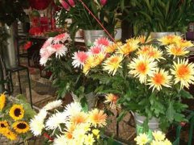 新種の花かと思ったら、菊にペイントしてました。<br />ペイントされてる花なんて初めてみた(笑)