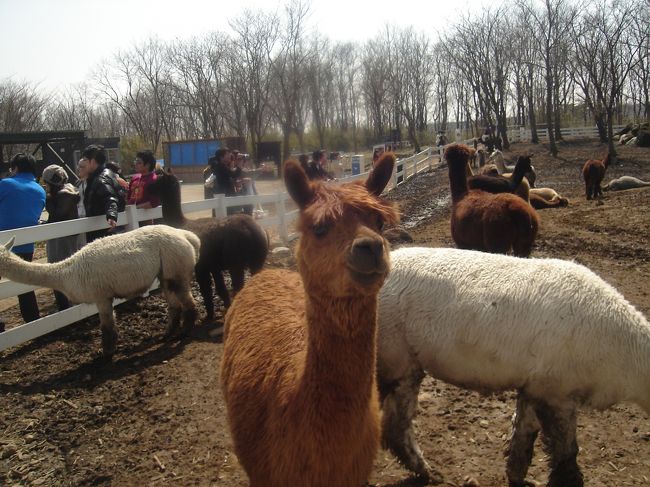 本来アルパカは臆病な動物だそうですが、ここの子たちは調教してあるので人の手からエサを食べてくれます。<br /><br />近くにあった「アルパカのエサ（\２００）」でエサをあげ始めると、わらわら寄って来た･･･。