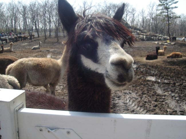 何だかKISSのメンバーにいそうな子もいます。<br />（でも女の子）