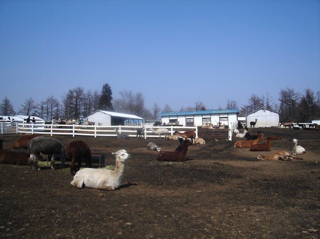 ここの牧場には約４００頭のアルパカがいるそうです。<br /><br />みーんな、のんびり。