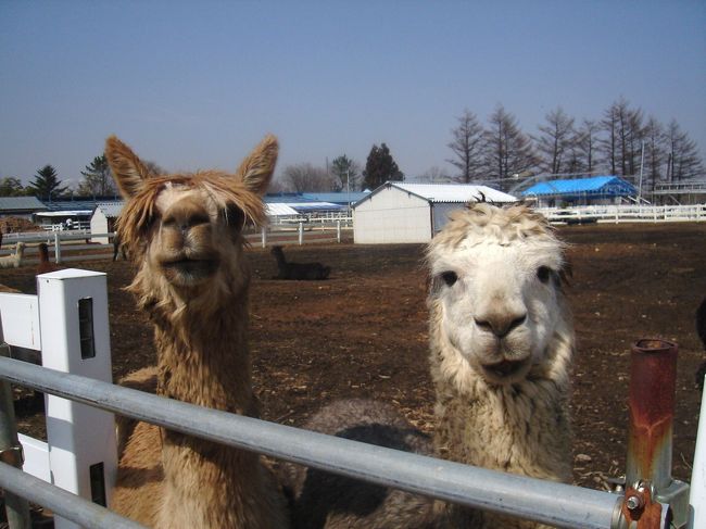 アルパカ、２ショット。<br />こちらは男の子。