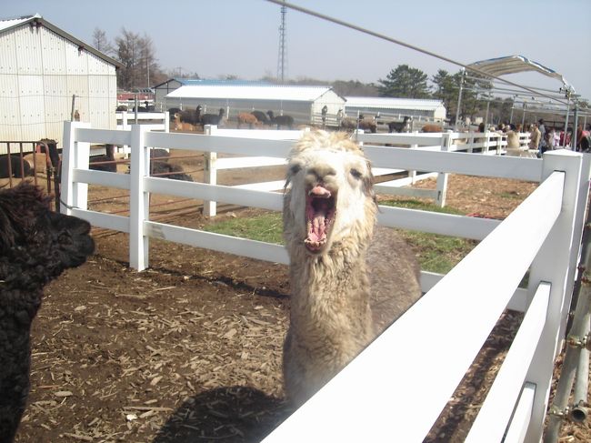 思わずアクビ。<br /><br />アルパカには前歯がないんだそうで、<br />手から餌をあげても噛まれることはないみたいです。