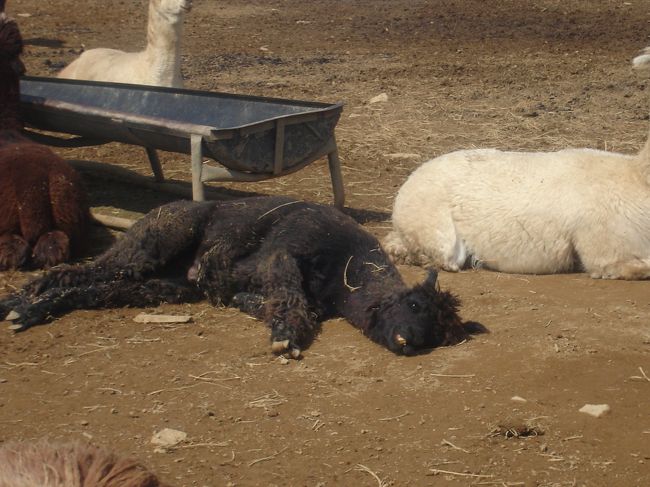 お昼寝中。<br />顔が怖い･･･。