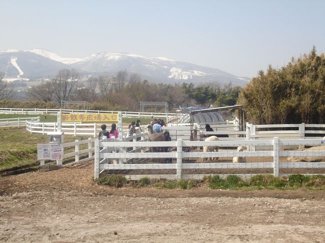 「アルパカとお散歩」コーナー。<br /><br />500円/10分間で園内をアルパカの子供と一緒にお散歩できます。