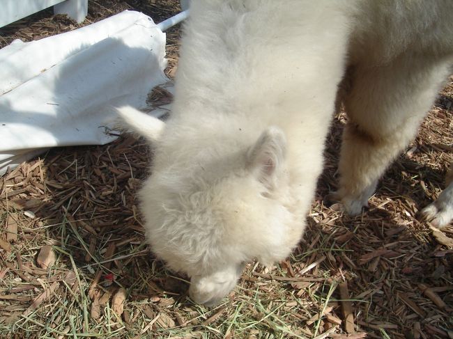 いました！！クラレこと「タラキーちゃん」です。<br /><br />が、お腹を空かせているのか、ずっと下を向いて餌を探してて、全然上を向いてくれません。