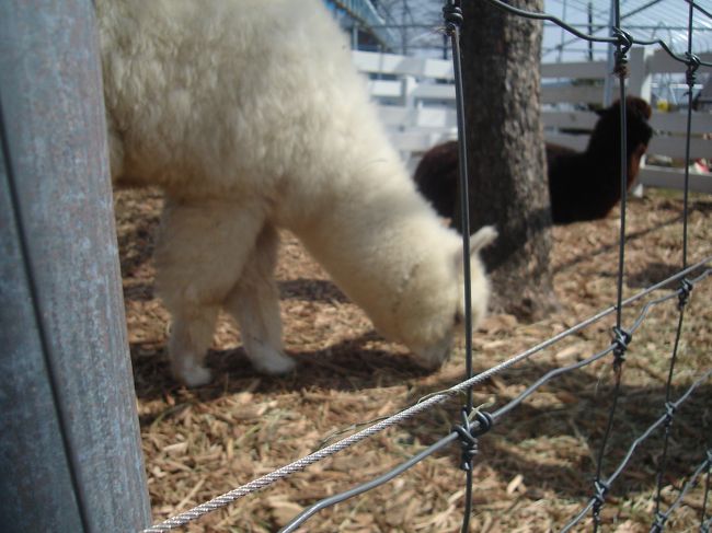 他のアルパカと同じ様エサで釣ろうと思っても、<br />クラレちゃんは「体調管理のため」エサをあげるのは禁止。<br /><br />そして他のアルパカは泥んこになっていたけど、クラレちゃんはチップの上にいます･･･。<br /><br />アルパカ界もスターにはＶＩＰ扱いなんだ〜。
