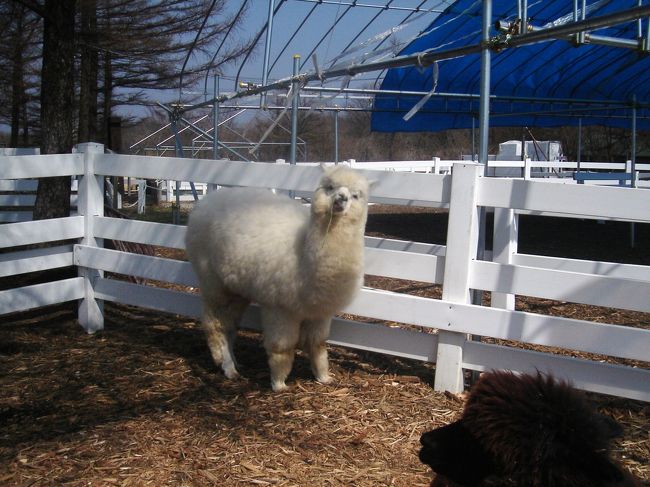 ミラバケッソ〜！！<br /><br />やっと、こっち向いてくれました（*^_^*）<br />やっぱりカワイイ。