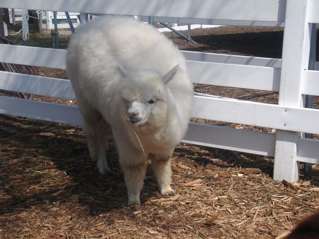 ほんの少し顔を上げて、またエサ探しを再開してしまいました。<br />でも、モコモコで触り心地もホントに良かった。