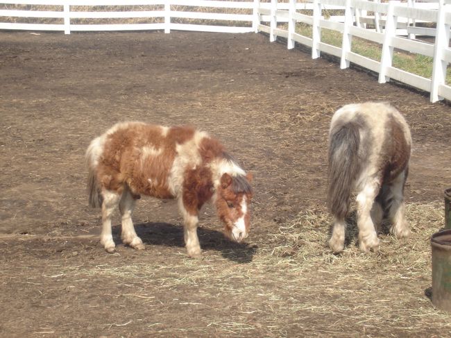 アルパカ牧場ですが、ミニチュアホースもいます。<br />馬なのに本当に小さい。