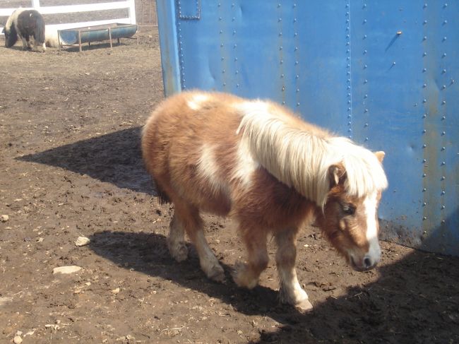 柵に人が近づくと、ミニチュアホースも近寄って来ます。<br /><br />でも、アルパカちゃんにエサをあげちゃったから、君の分はないんだよ〜。ゴメンね(≧≦)