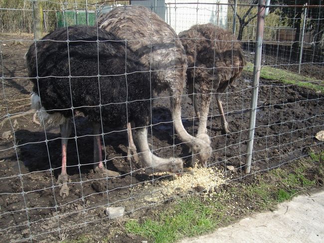 こちらではダチョウがお食事中でした。