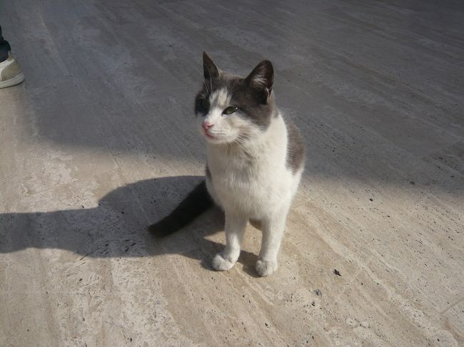 毛並みの良い猫がいました。