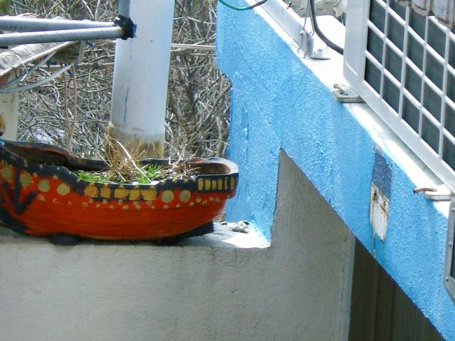 <br />廃物利用と思われる植木鉢には<br />船のペインティングが施されてます^^<br />   めちゃくちゃ可愛いですよ〜