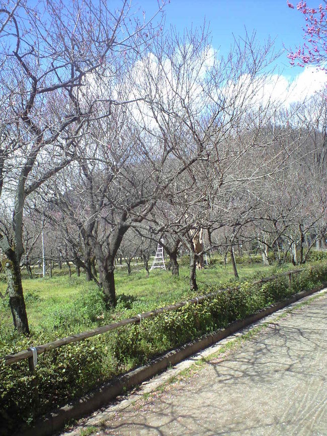 ２０１０年３月２６日現在の梅林公園の様子。<br />ほとんど散りはてています。
