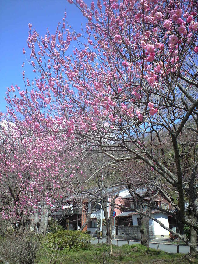 が、ところどころに遅咲きの梅が。こちら満開です♪