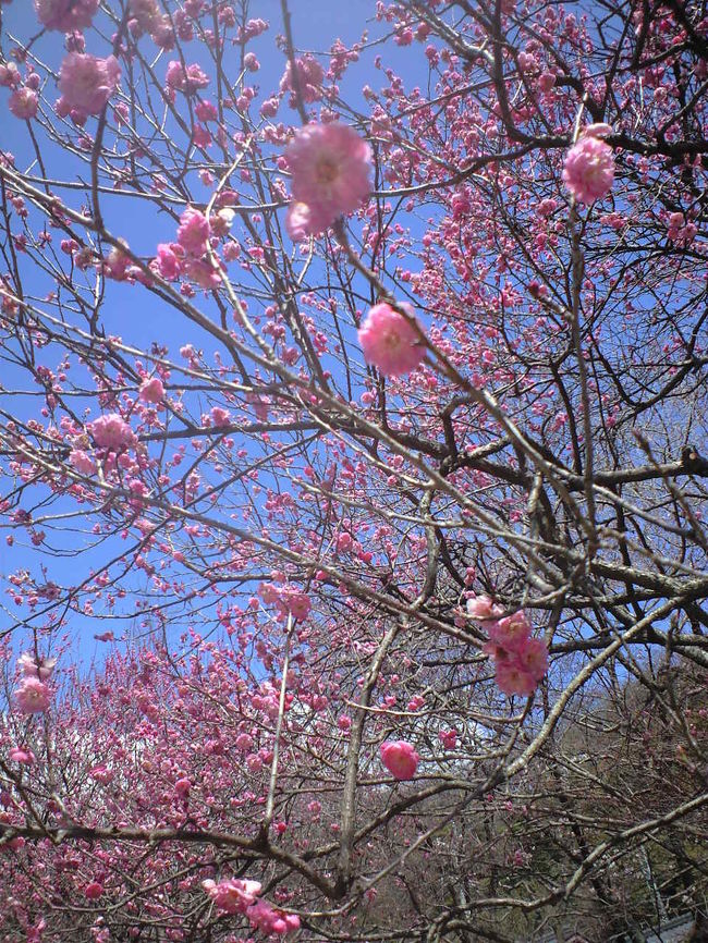 今年もあえました。清楚な梅。